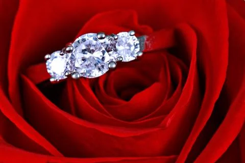 Wedding ring in rose, will you marry me? Stock Photos