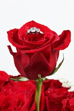 Wedding ring in rose, will you marry me? Stock Photos