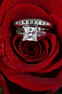 Wedding ring in rose, will you marry me? Stock Photos