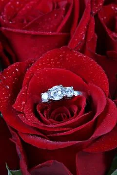 Wedding ring in rose, will you marry me? Stock Photos