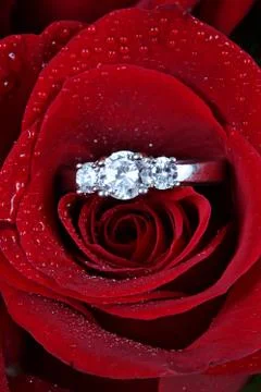Wedding ring in rose, will you marry me? Stock Photos