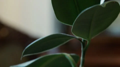 Wedding ring on stick Stock-Footage 27601564