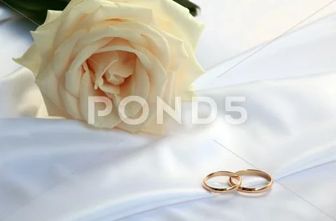 Wedding rings and a tea rose Stock Photos
