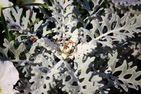 Wedding rings background Stock Photos