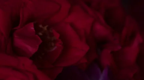 Wedding rings on a background of roses Stock Footage 66443276