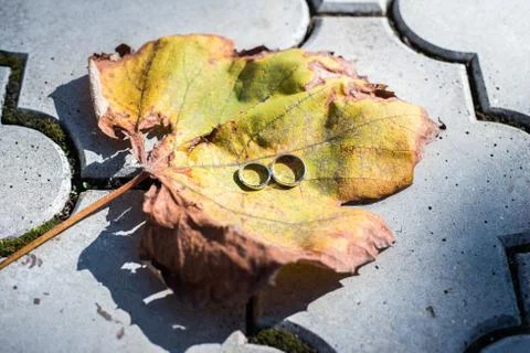 Wedding rings on big leaf Stock Photos