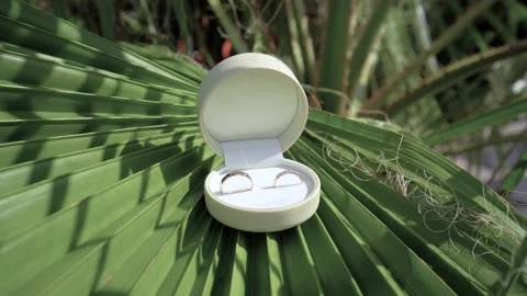 Wedding rings in a box on the background of palm leaves Stock Footage 168541239