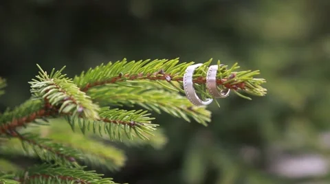 Wedding rings on the branch Video stock 49836123