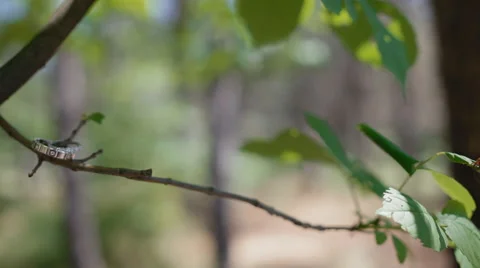 Wedding rings on the branch Stock Footage 61058940