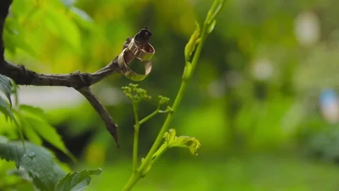 Wedding rings on a branch Stock Footage 71324836