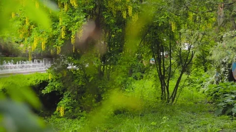 Wedding rings on a branch Stock Footage 71325875