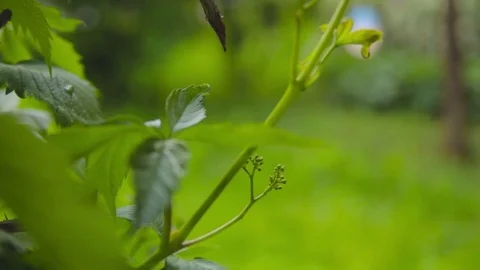 Wedding rings on a branch Stock Footage 71326247