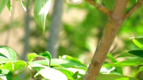 Wedding rings on a branch Stock Footage 95497074