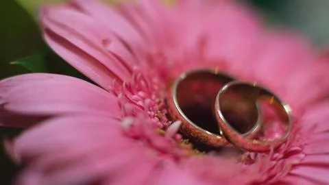Wedding rings, close-up Stock Photos