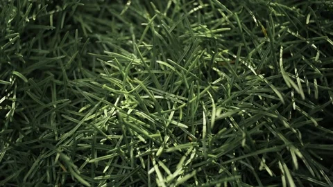 Wedding rings fall on the grass Stock Footage 131310838