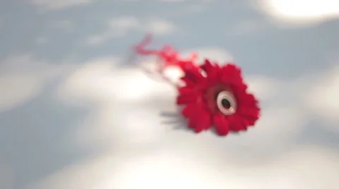 Wedding rings in a flower Stock Footage 43104882