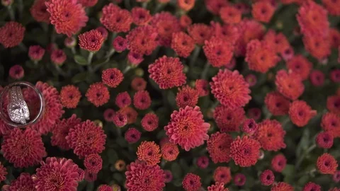 Wedding Rings in Flowers Stock Footage 120475942
