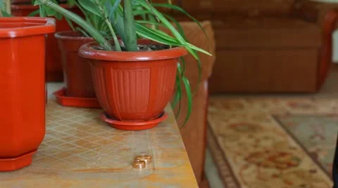 Wedding rings Stockbeeldmateriaal 10964209