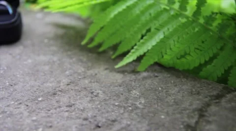 Wedding rings Stock Footage 41733878