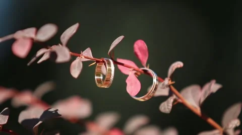 Wedding rings Stock Footage 56819891