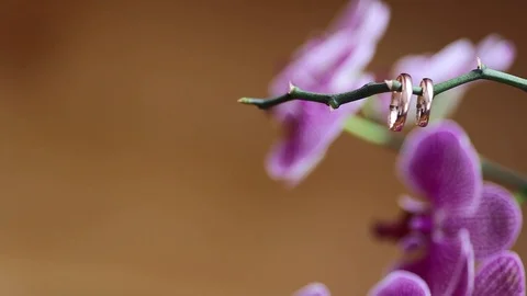 Wedding rings Stock Footage 124655441