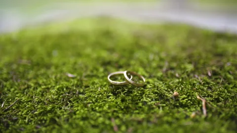 Wedding Rings on Forest Moss Stock Footage 308260611