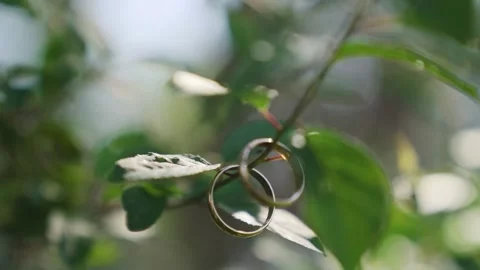 Wedding rings on the green branch of the tree in sunny day soft focus slowmotion Stock Footage 221017750