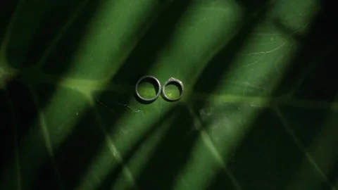 Wedding rings on leaf. wedding rings on green leaves with stripe shadow Stock Footage 276830610