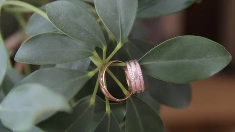 Wedding rings on the leaves of a tree Stock-Footage 91139108
