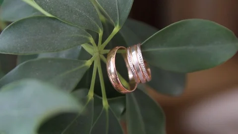 Wedding rings on the leaves of a tree Stock Footage 91139122