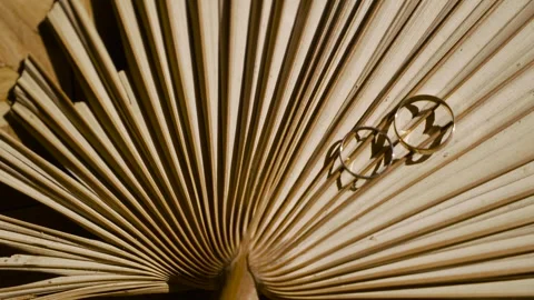 Wedding rings, lying on a large leaf Video stock 247569993