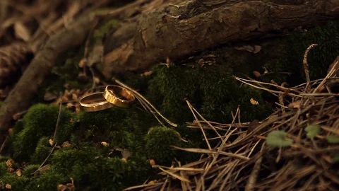 Wedding rings on a moss Stock Footage 102433091