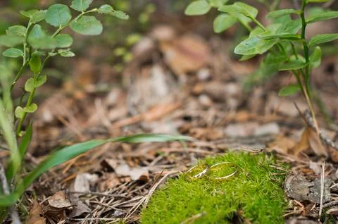 Wedding rings on a mossy patch of forest 2785. Stock Photos