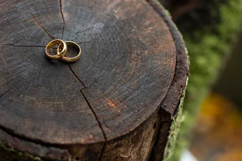 Wedding rings over a tree trunk Stock Photos