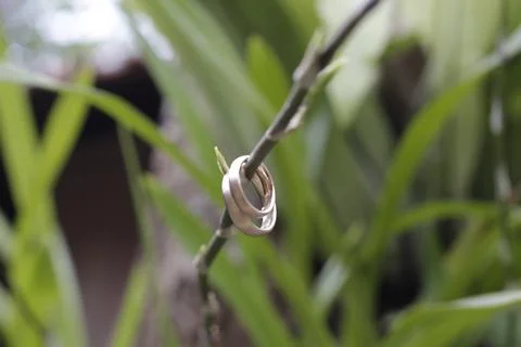 Wedding rings Foto stock