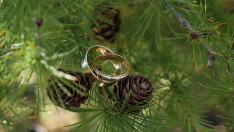Wedding rings in a pine forest Stock Footage 150147833
