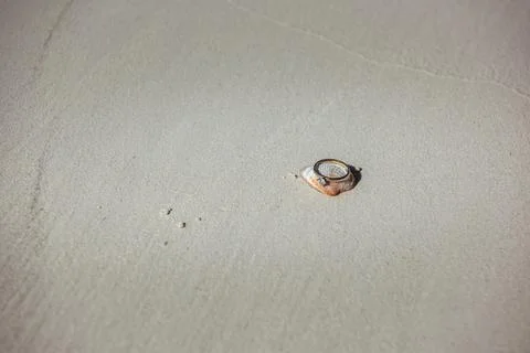 Wedding rings placed on seashell in smooth white sand background Stock Photos