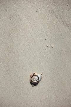 Wedding rings placed on seashell in smooth white sand background Stock Photos