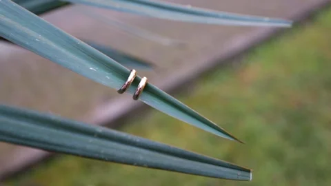 Wedding rings on a plant Stock Footage 102123470