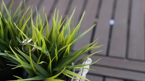 Wedding rings on a plant Stock Footage 111384587