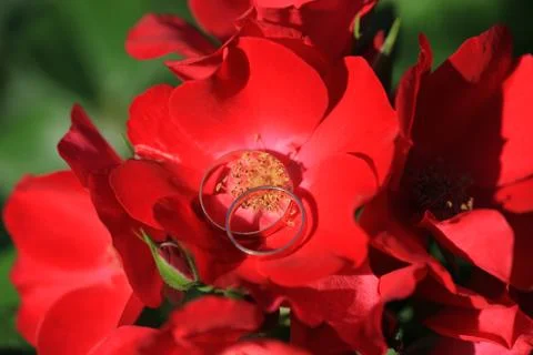 Wedding rings on the red flower Stock-Fotos