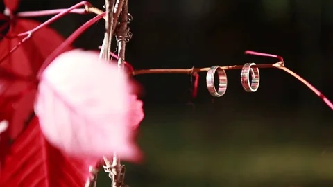 Wedding rings on a red tree Stock-Footage 71362943