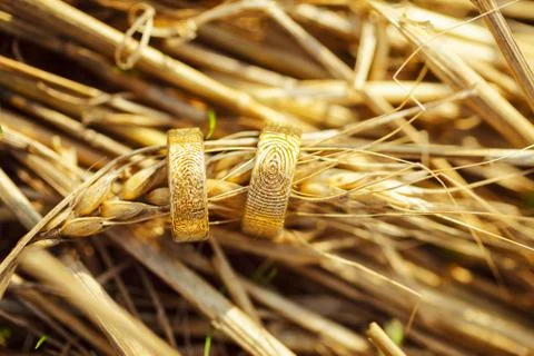 Wedding rings on spikelets of wheat Foto stock