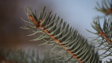 Wedding rings on spruce in the sun Stock Footage 95042829
