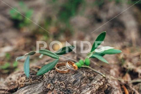 Wedding rings on a thread in the olive tree Stock Photos