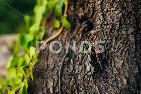 Wedding rings on a thread in the olive tree Stock Photos