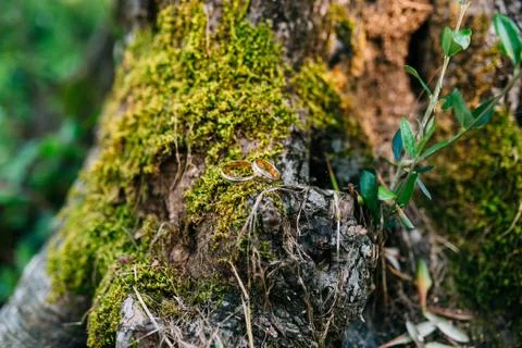 Wedding rings on a tree bark 스톡 사진