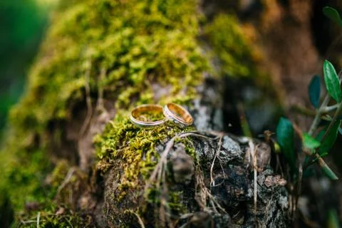 Wedding rings on a tree bark Stock Photos