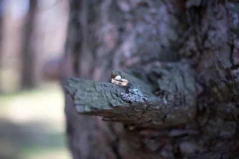 Wedding rings on a tree bark. Stock Photos