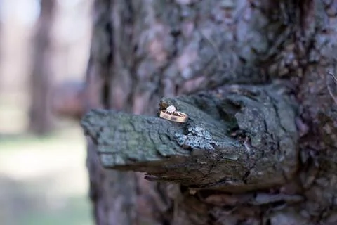 Wedding rings on a tree bark. Stock Photos